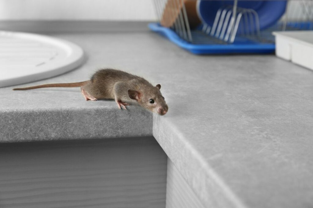 How Do You Prevent Mice