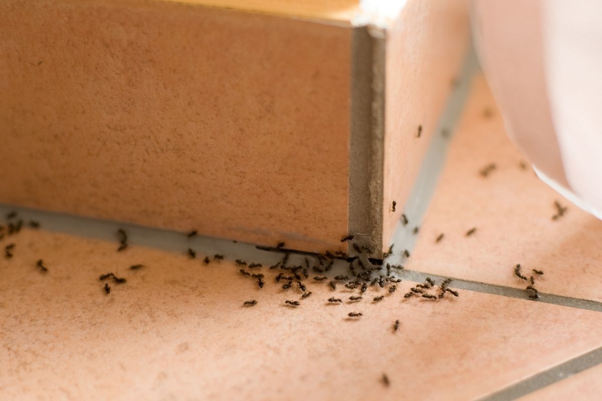How to Get Rid of Ants Indoors?