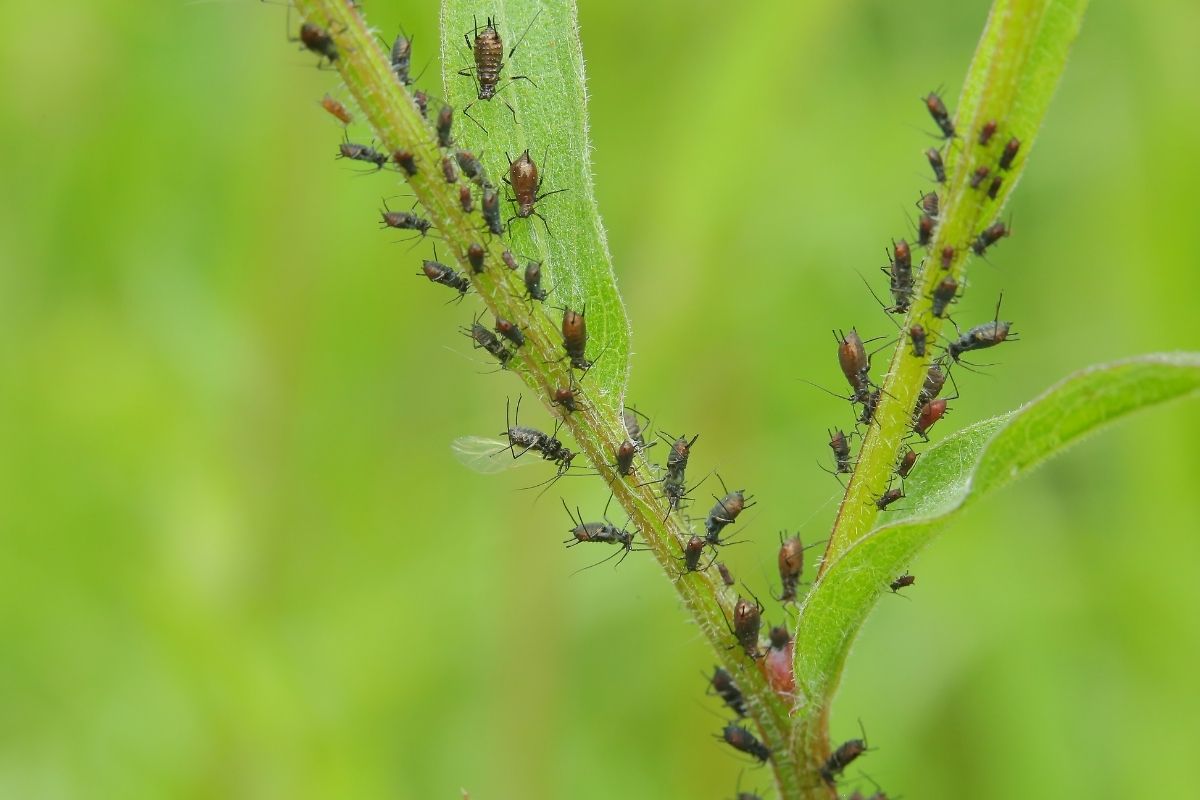 How to Get Rid of Aphids? (Plant Louse)