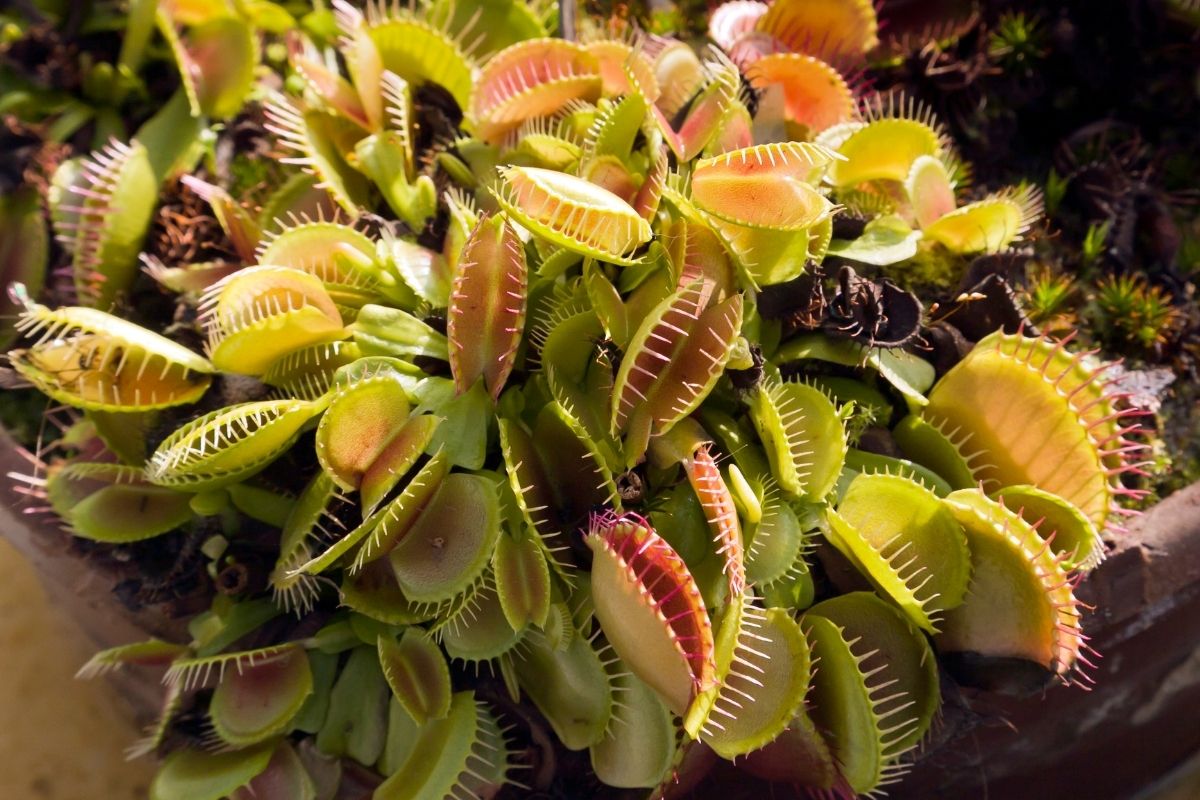 How to Take Care of Carnivorous Plants