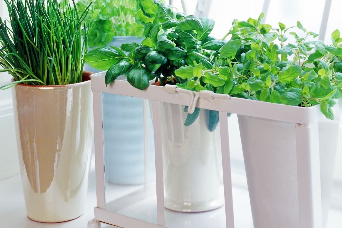 How to Take Care of Herbs?