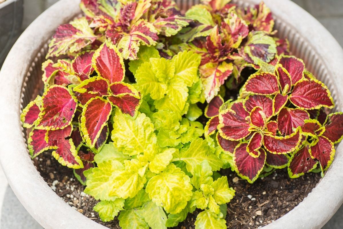 How to Take Care of a Coleus Plant?