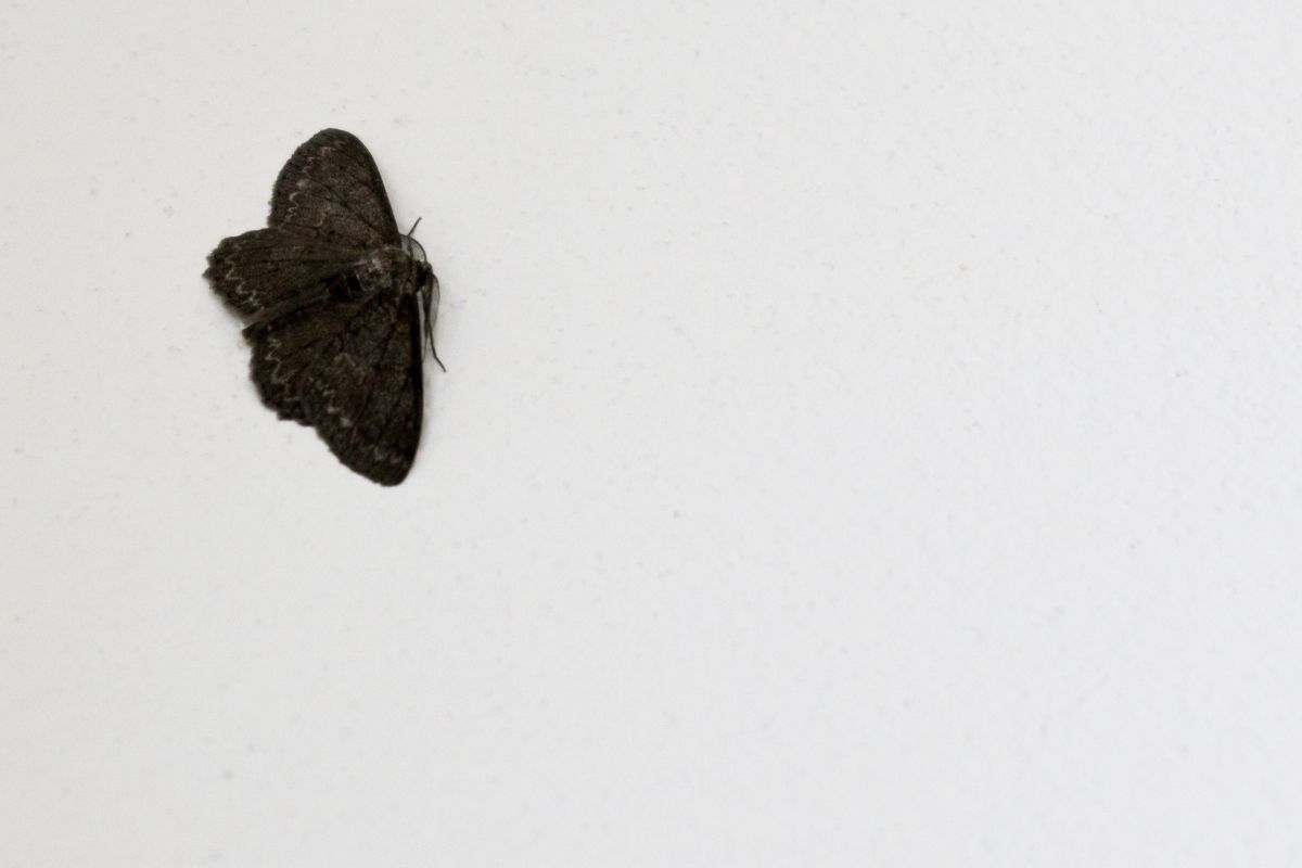 How to Get Rid of Small Black Moths