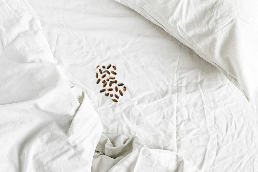 tiny black bugs in bed