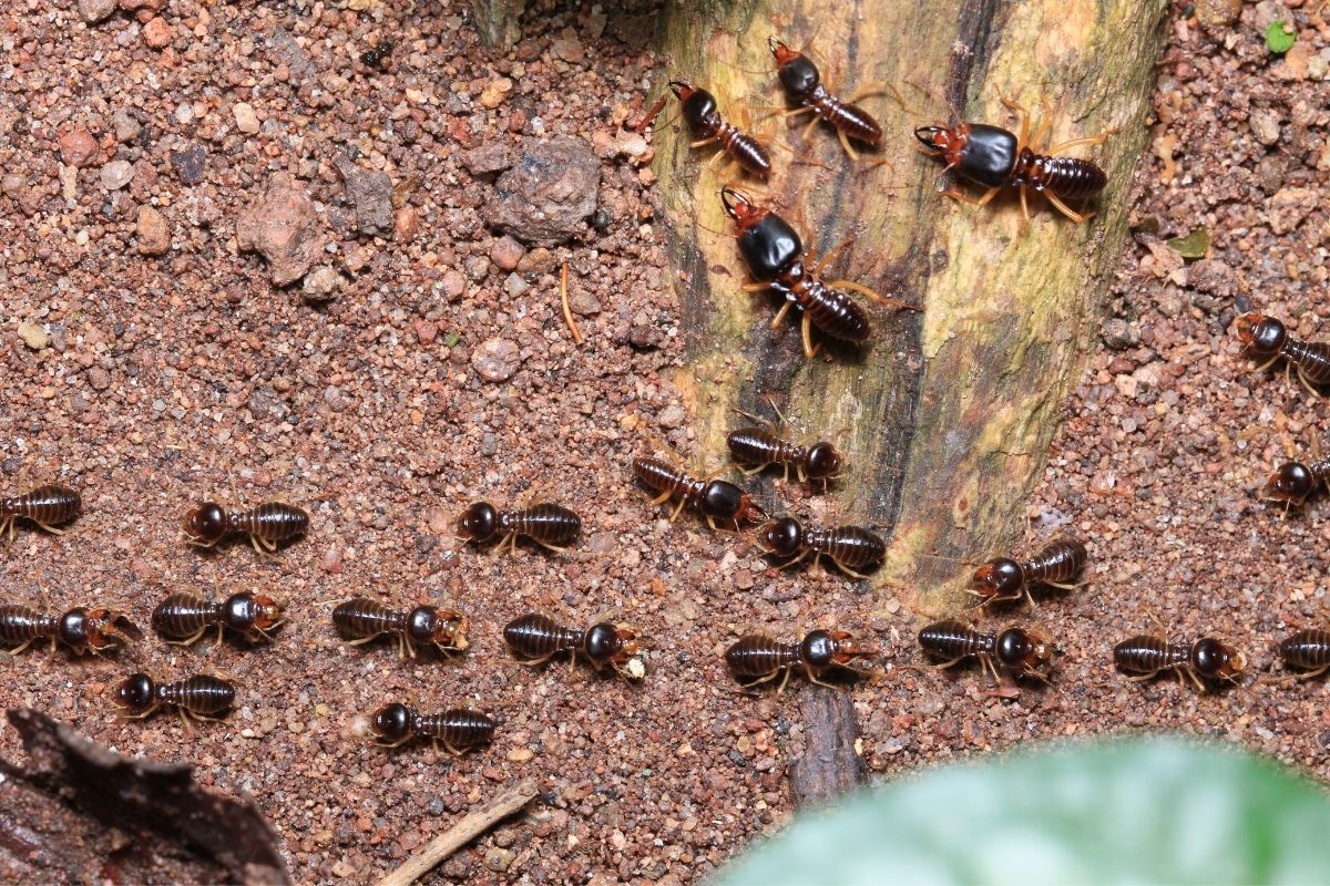 Bugs that look like termites