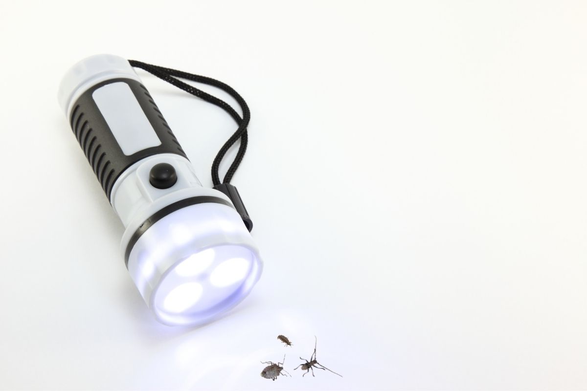 Do LED Lights Attract Bugs