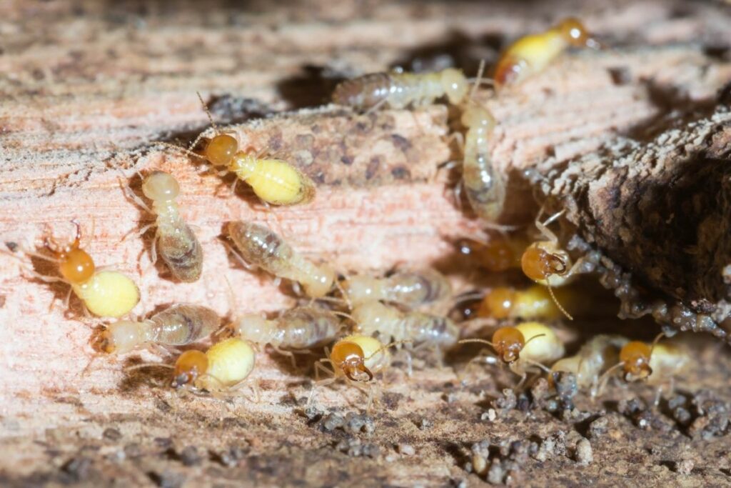 Do Termites bite