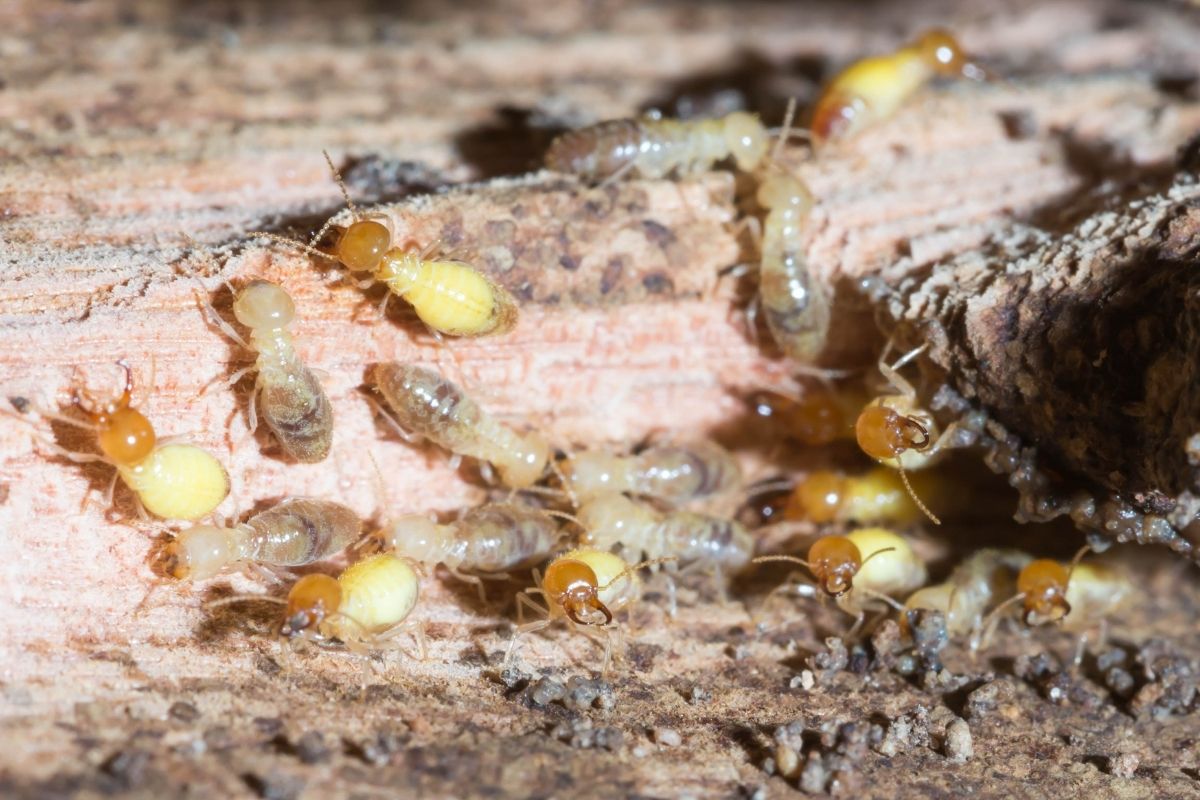 Do Termites Bite?