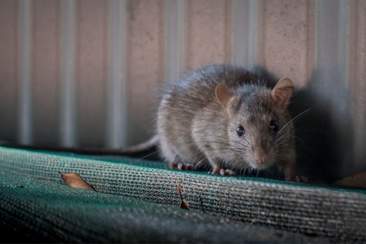 How To Get Rid of Rats In The Yard Without Harming Pets