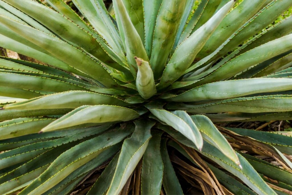 How To Take Care Of A Maguey Plant