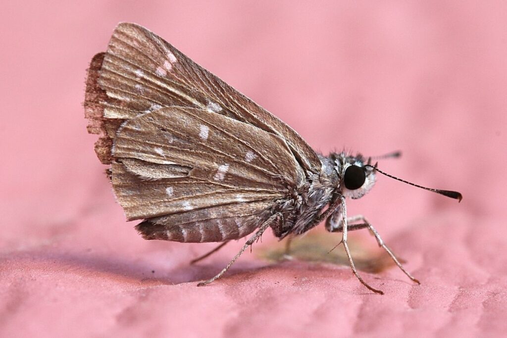 How long do Moths live?