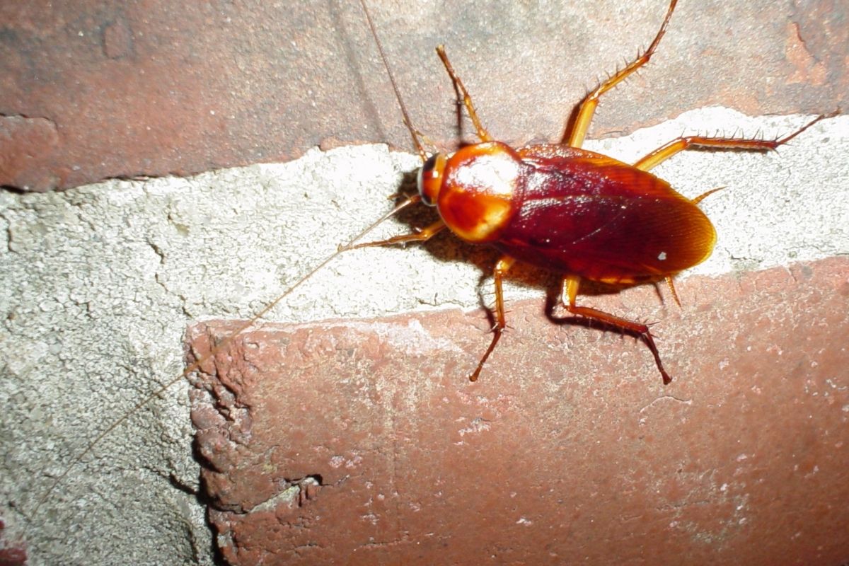 How to Get Rid of Baby Roaches