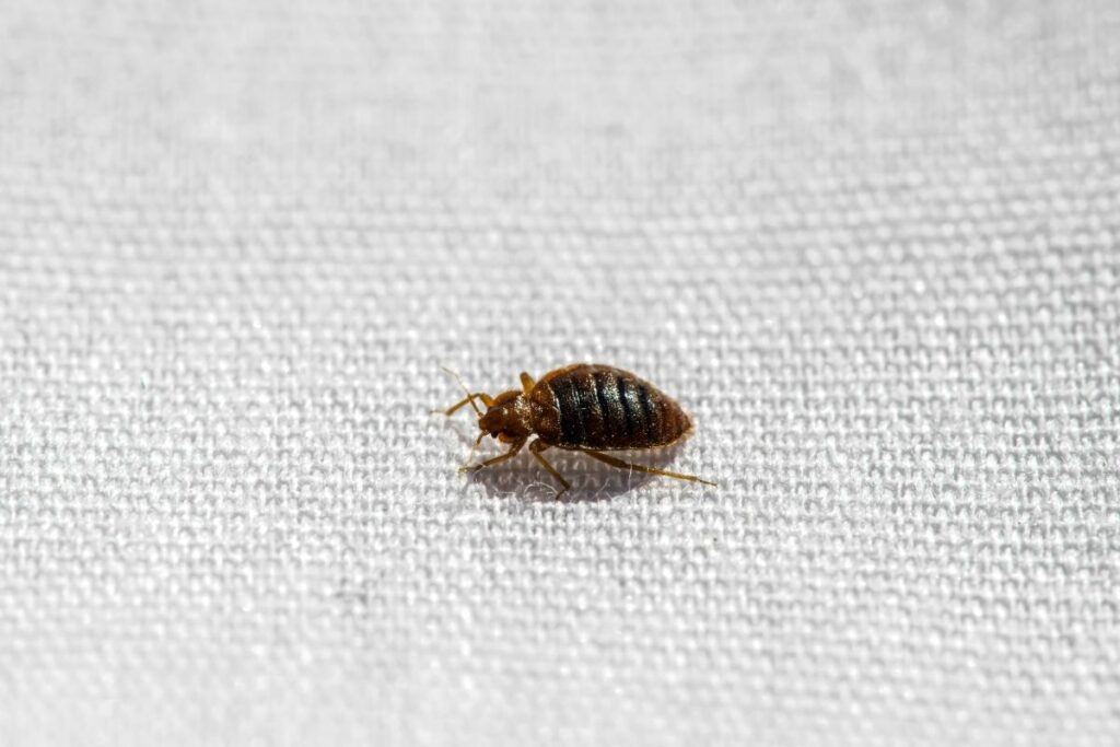 How to find bed bugs during the day
