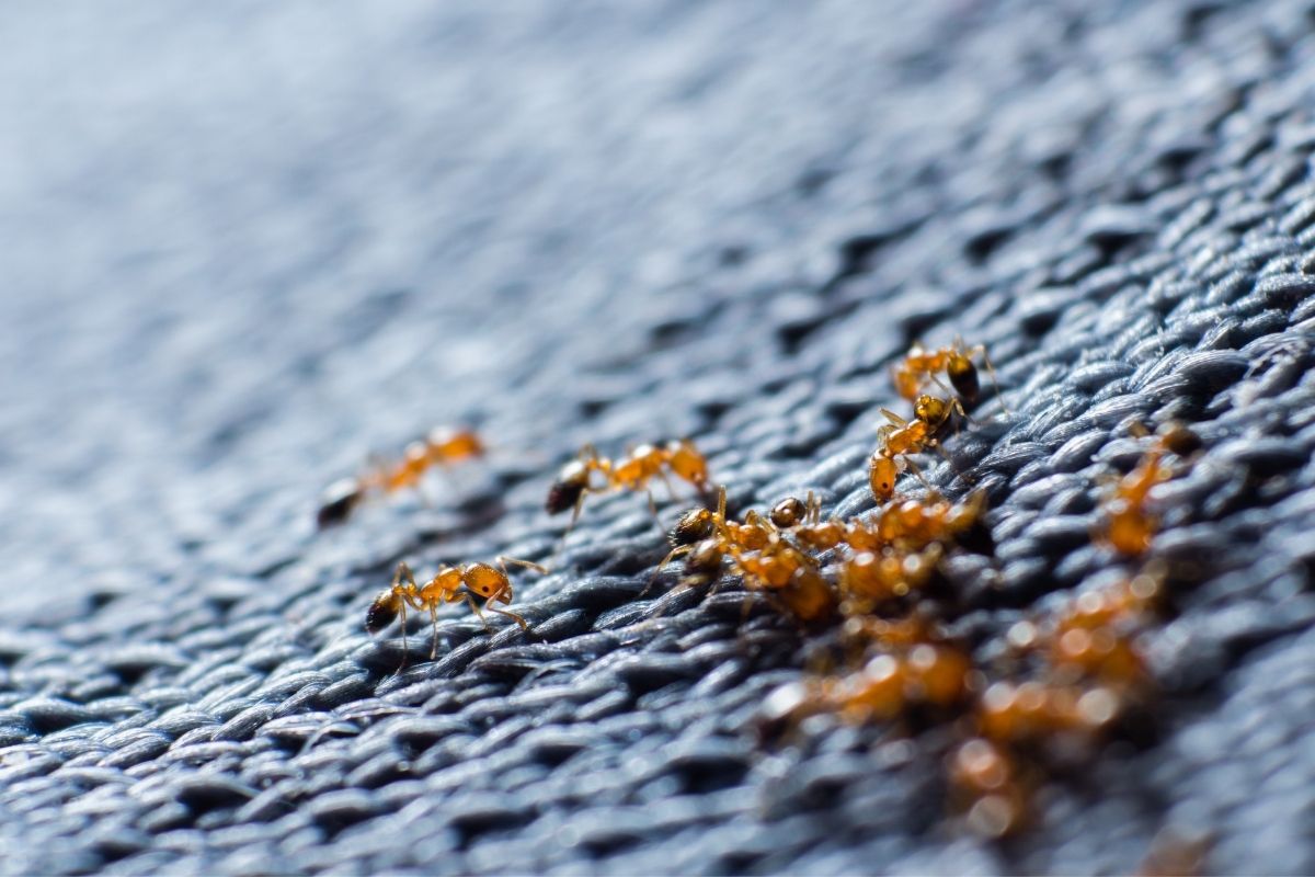 How to get rid of ants in car?