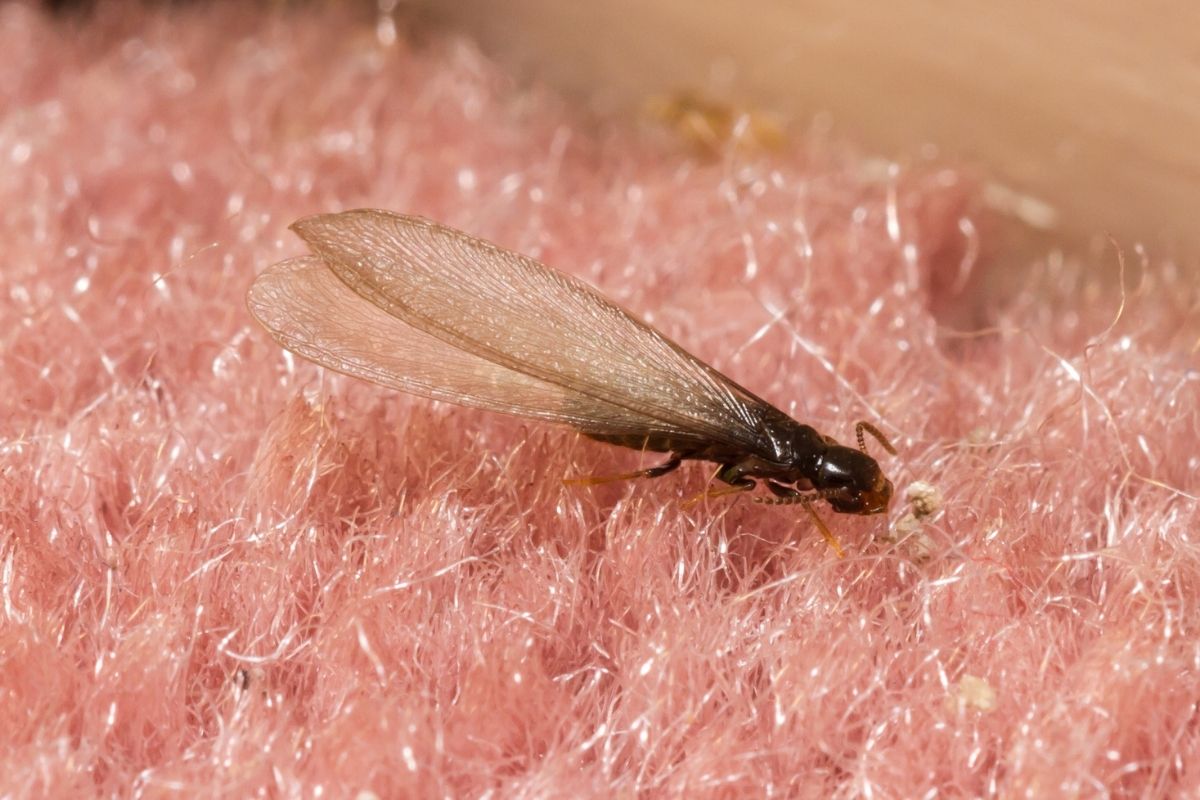 How to get rid of flying termites