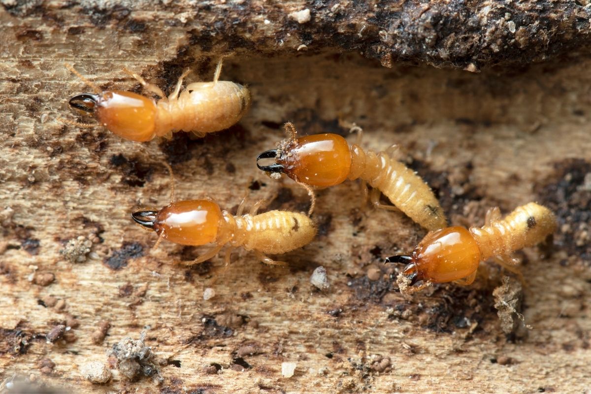 King Termites how do you get rid of them