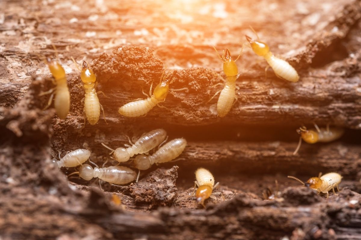 Kinds of Termites in Texas