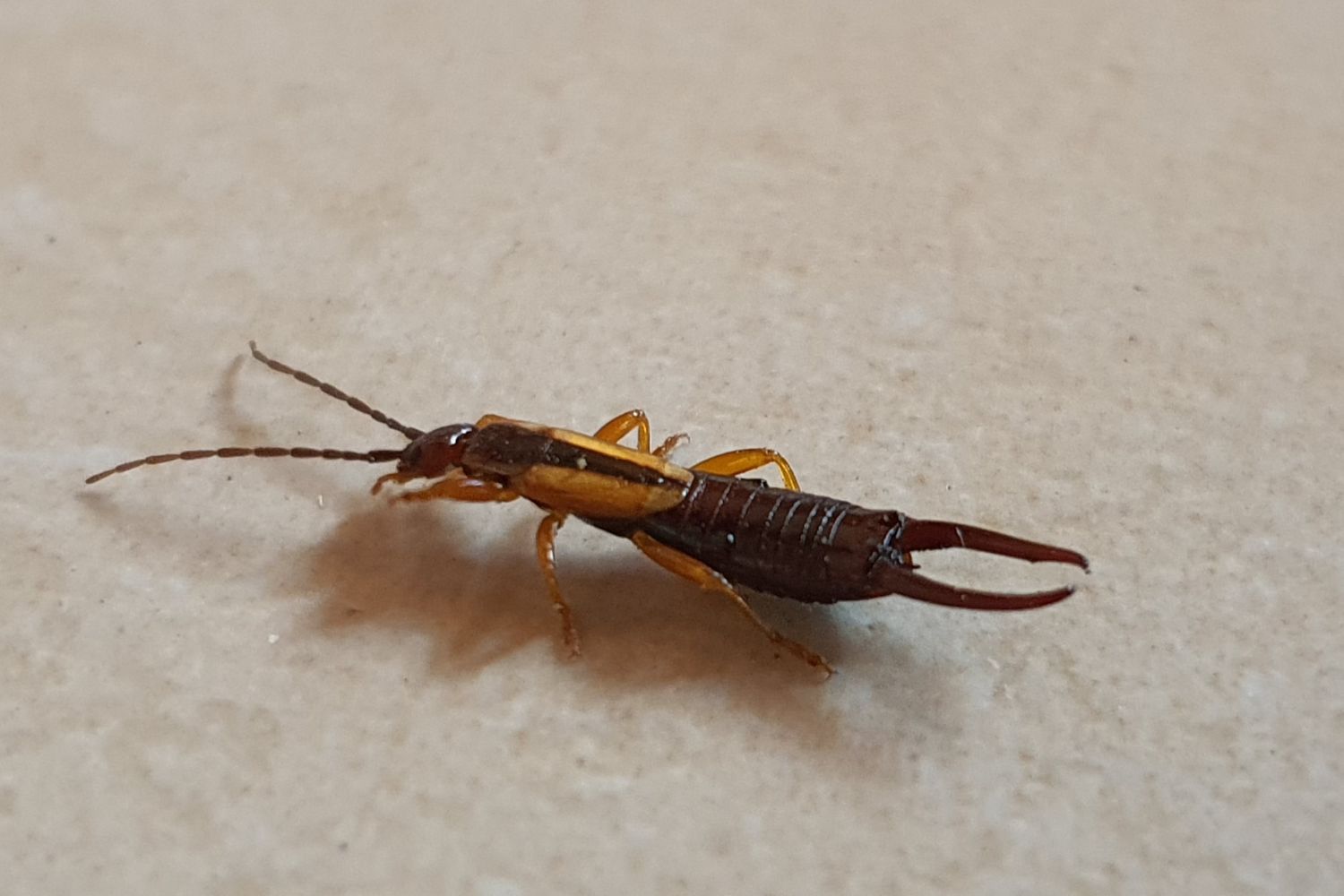 How Do You Get Rid of Earwig?