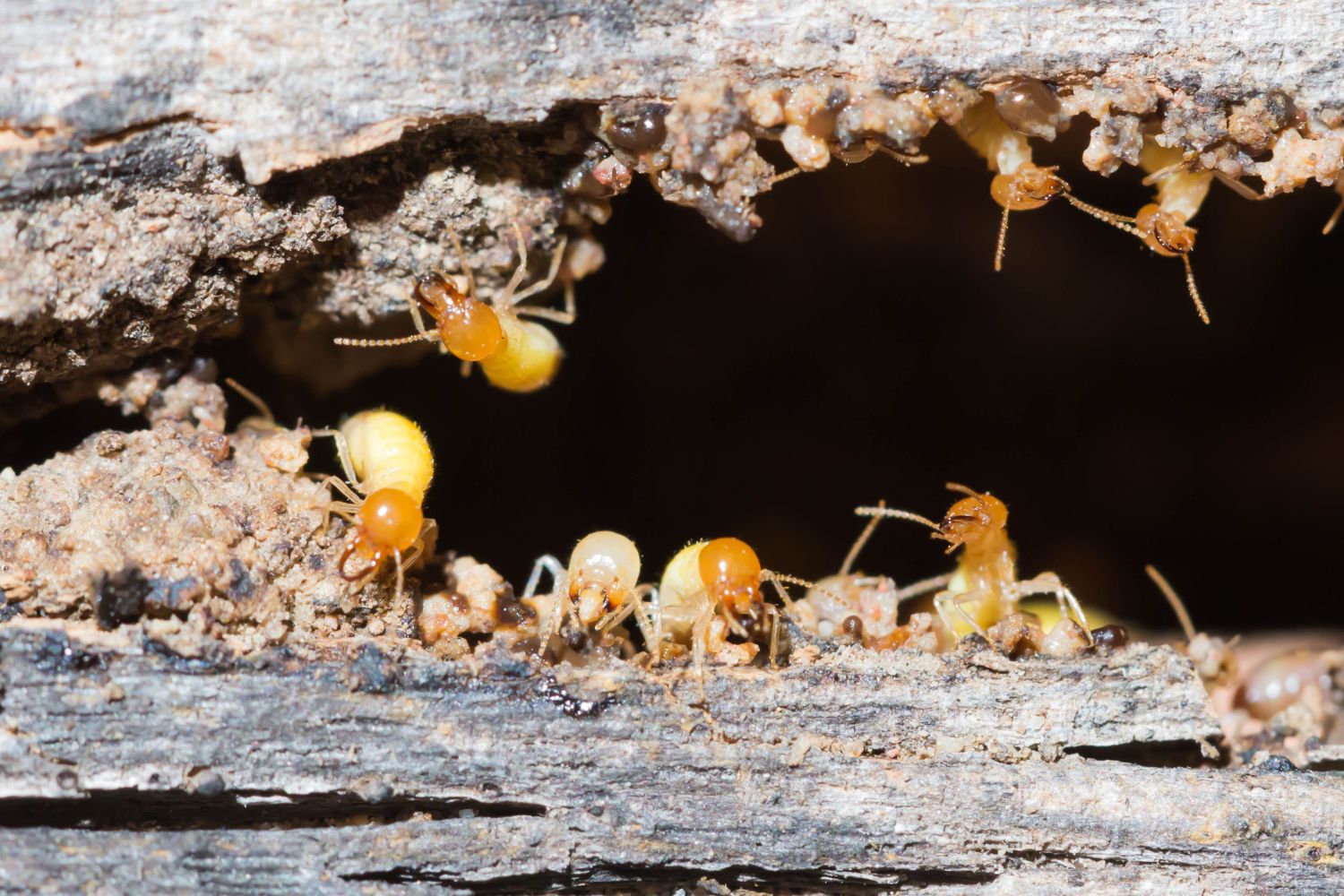 Where do Termites Come From?